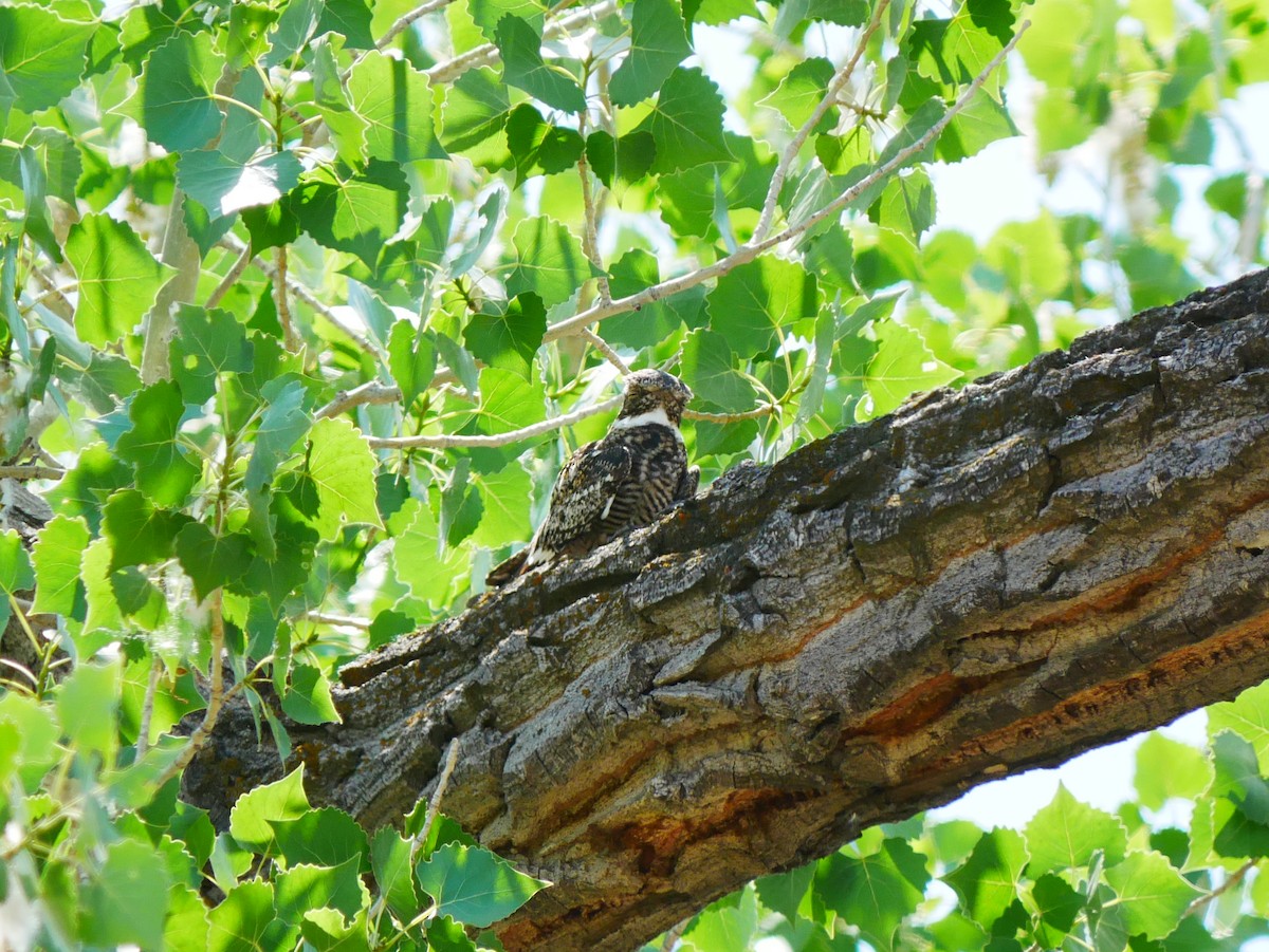 Common Nighthawk - ML638151522