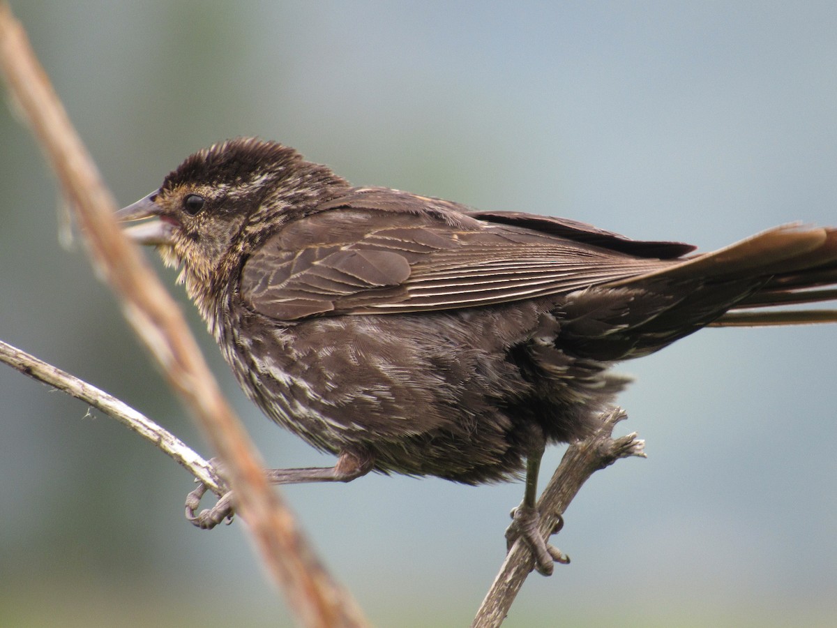 Red-winged Blackbird - ML638151523