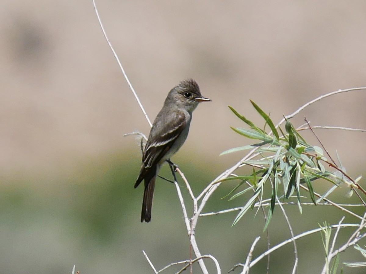 Western Wood-Pewee - ML638151532