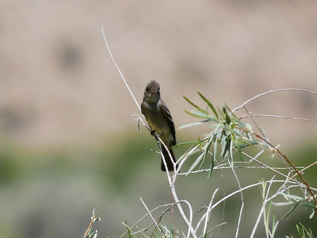 Western Wood-Pewee - ML638151533
