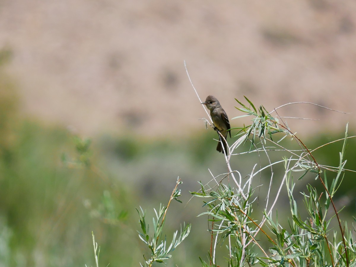 Western Wood-Pewee - ML638151534