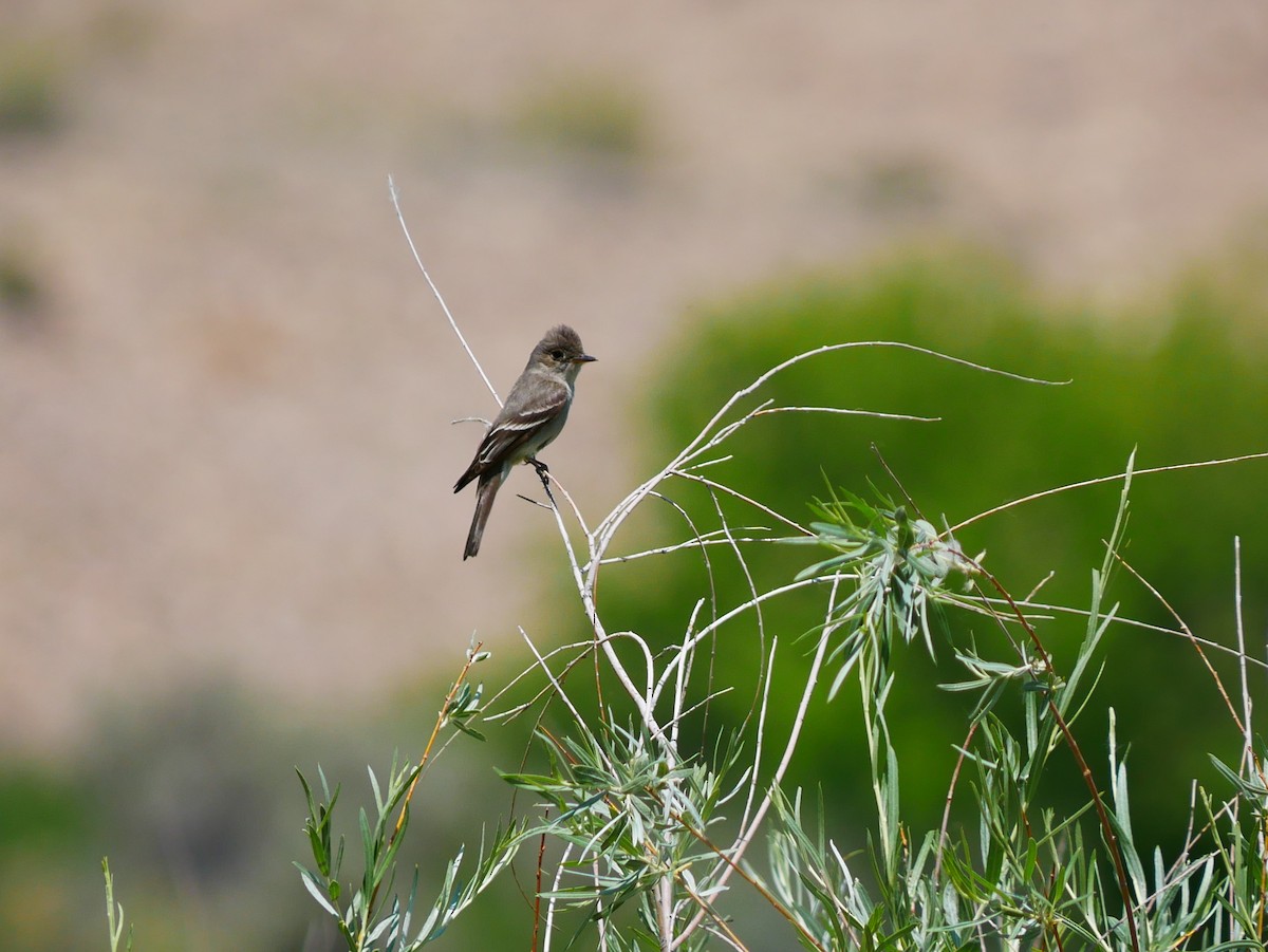 Western Wood-Pewee - ML638151535