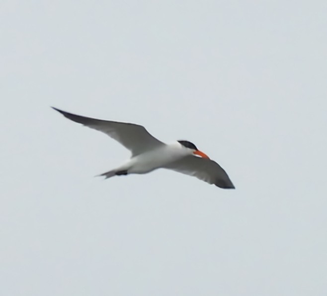 Caspian Tern - ML638151538
