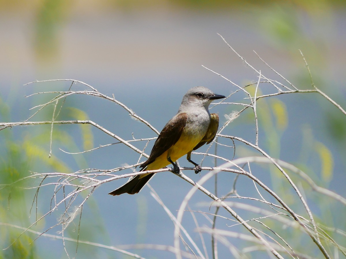 Western Kingbird - ML638151539