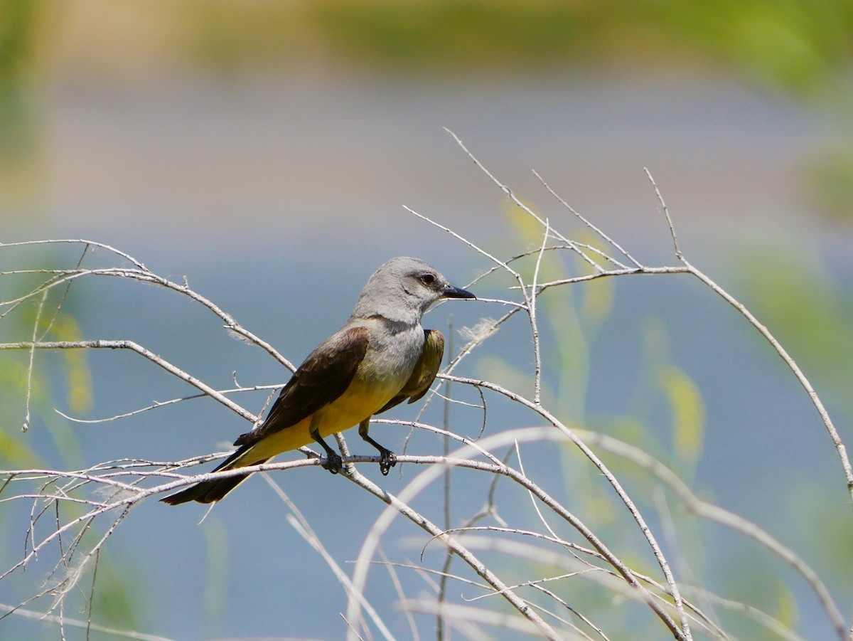 Western Kingbird - ML638151540