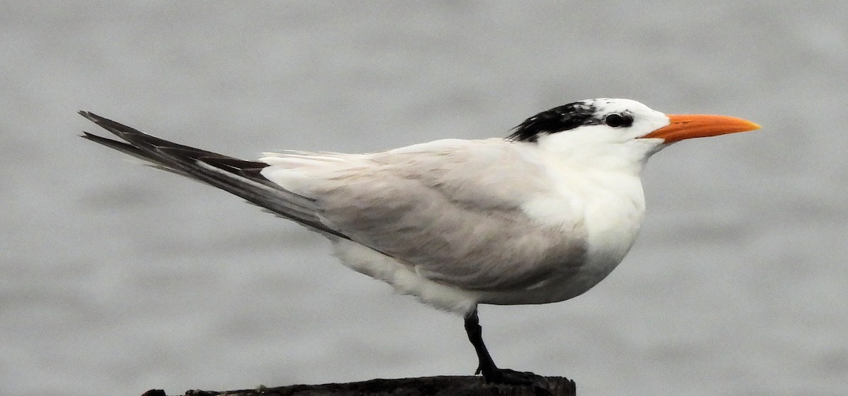 Royal Tern - ML638151573