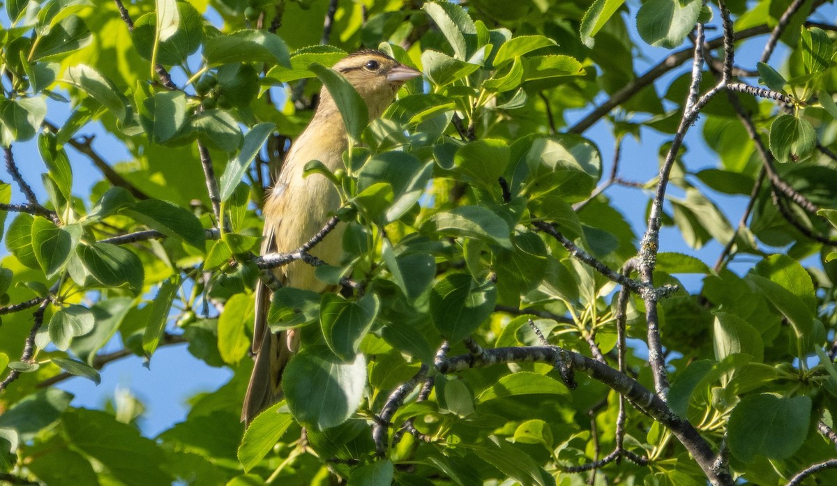 Pirinç Karatavuğu - ML638151591