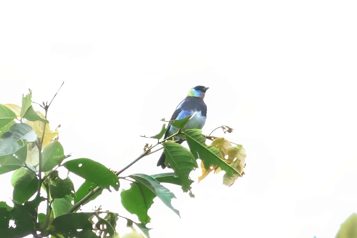Golden-hooded Tanager - ML638151597