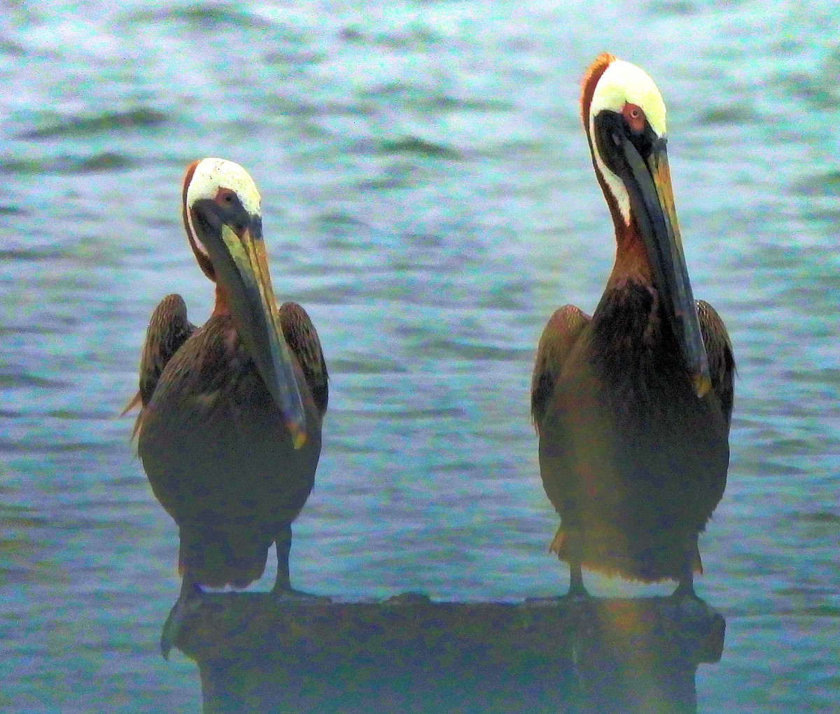 Brown Pelican - ML638151598