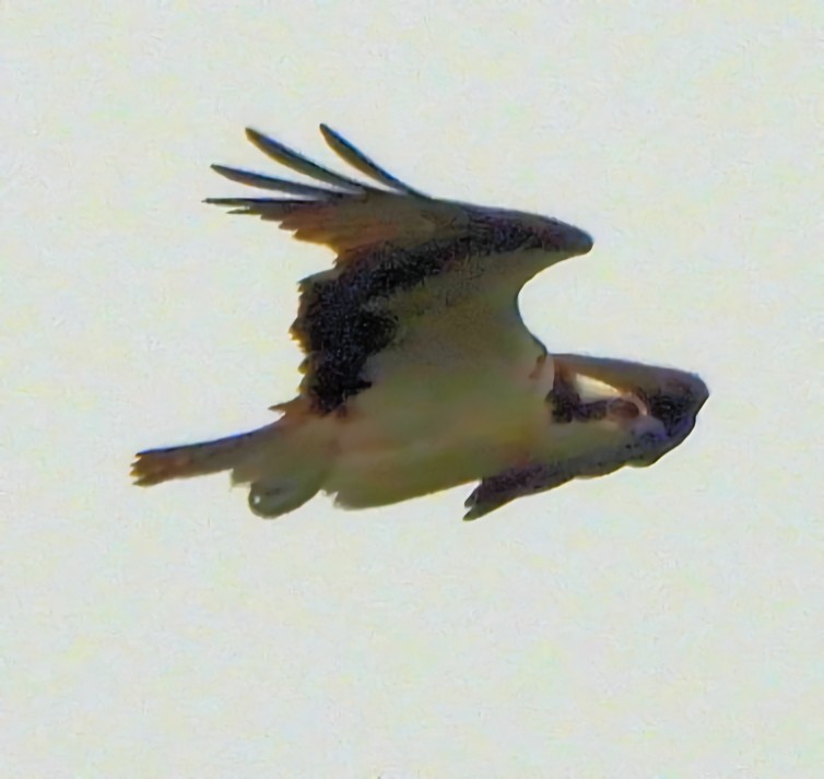 Osprey - ML638151610