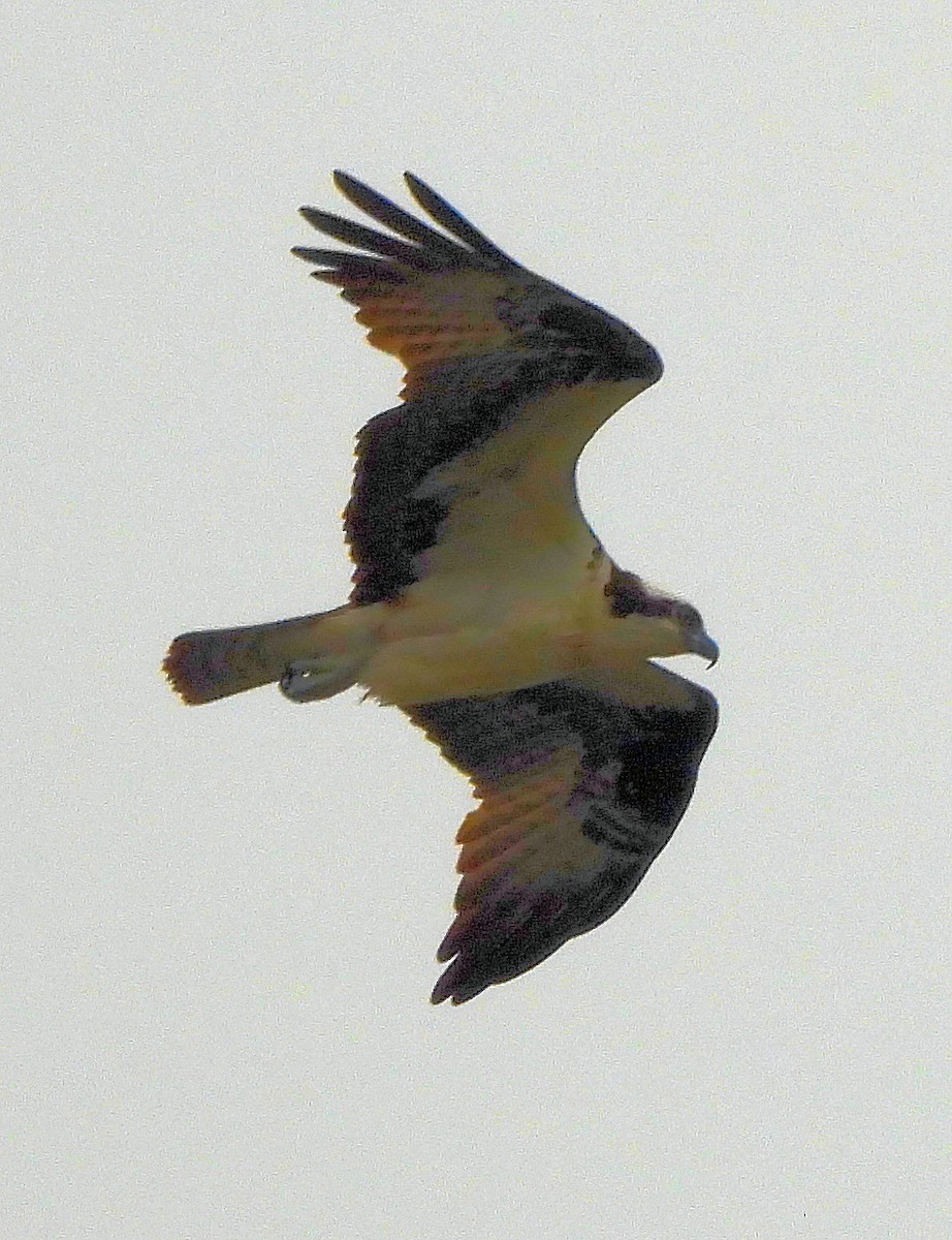 Osprey - ML638151612