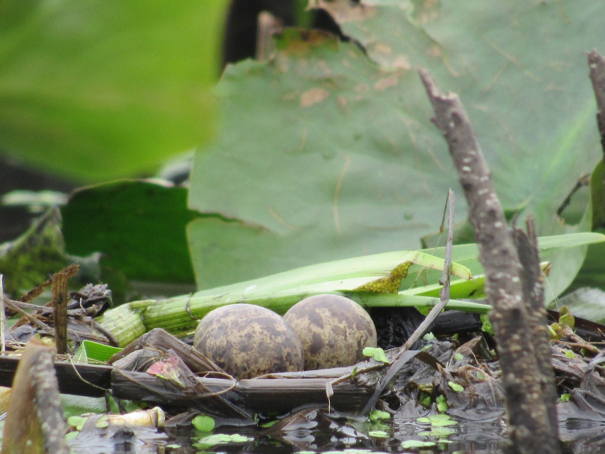 Black Tern - ML638151666