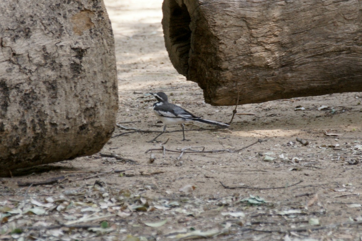 African Pied Wagtail - ML638151687