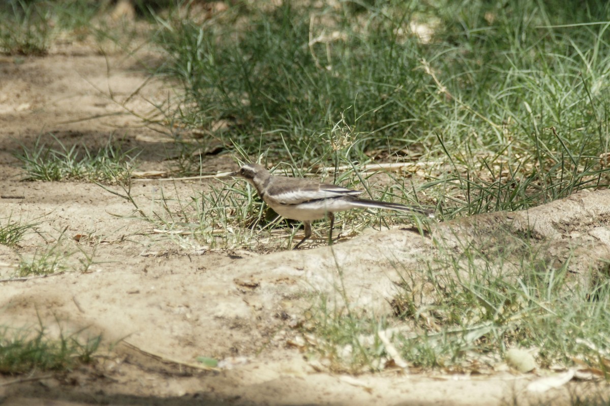 African Pied Wagtail - ML638151688