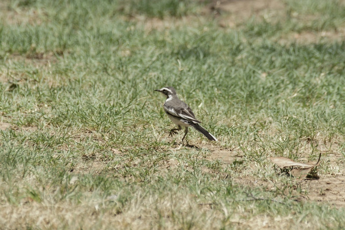 African Pied Wagtail - ML638151689