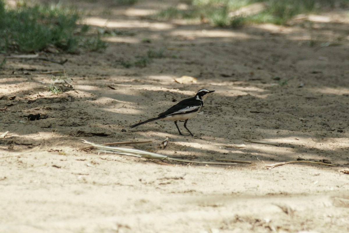 African Pied Wagtail - ML638151690