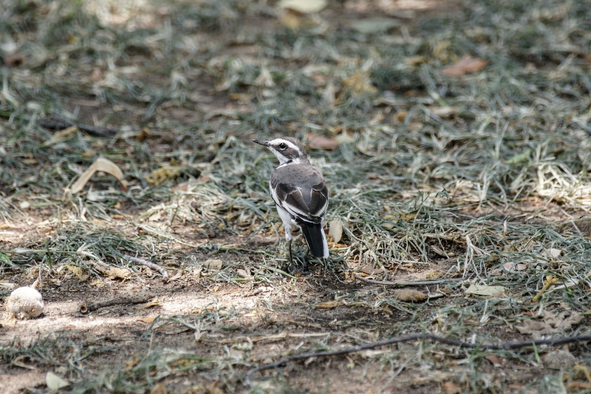 African Pied Wagtail - ML638151692