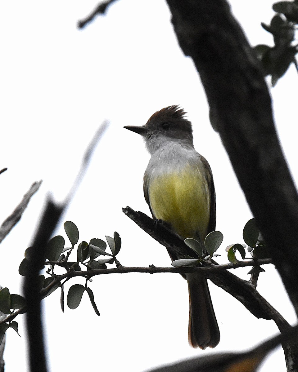 Brown-crested Flycatcher - ML638151699