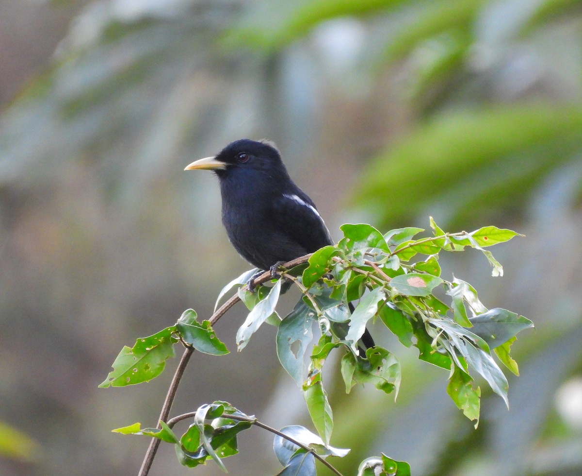 Yellow-billed Nunbird - ML638151714