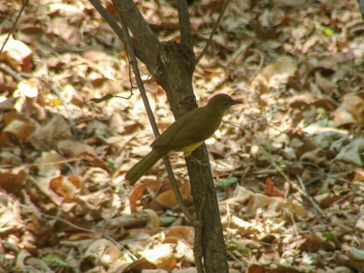 Yellow-bellied Greenbul - ML638151728