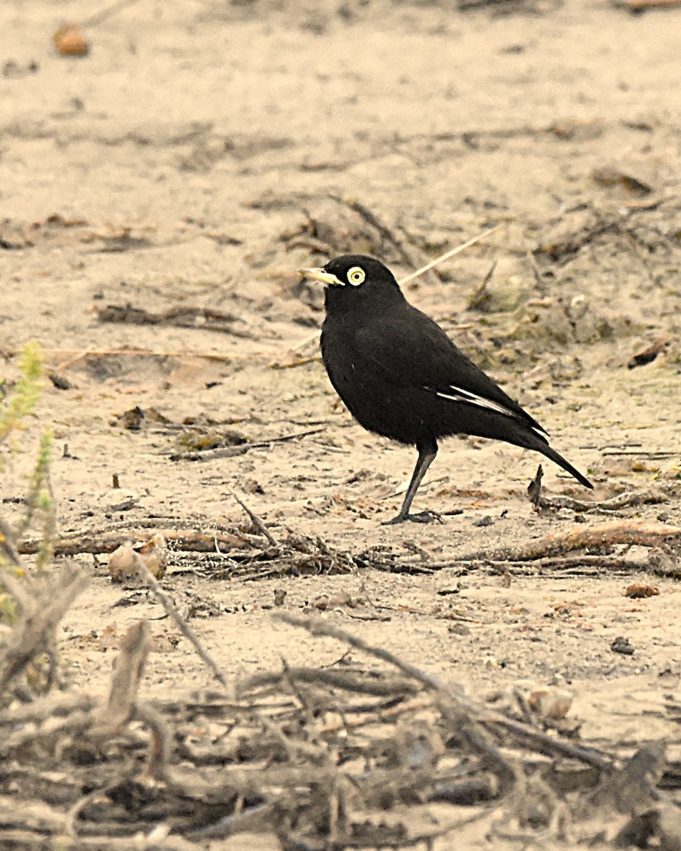 Spectacled Tyrant - ML638151733