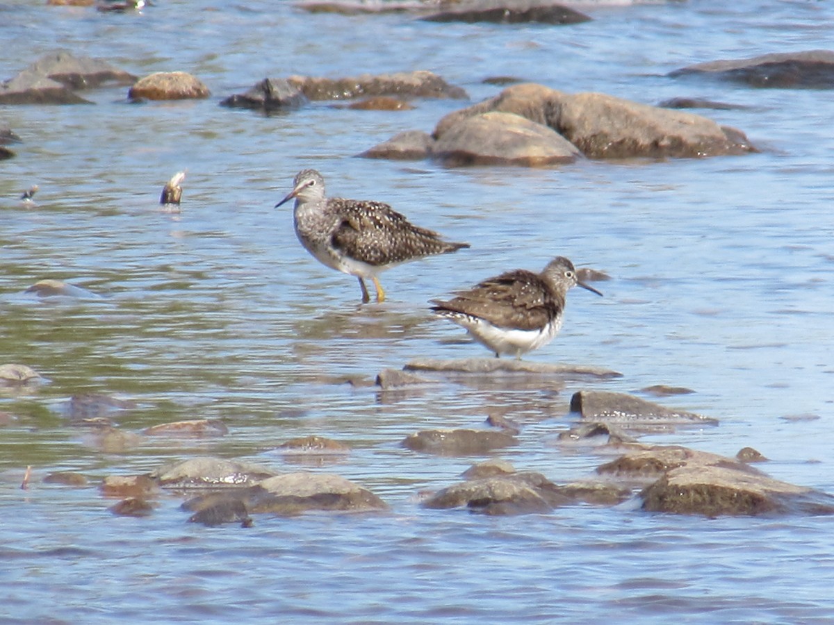Solitary Sandpiper - ML638151742