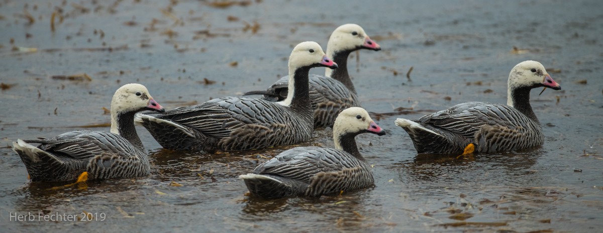 Emperor Goose - ML638151769