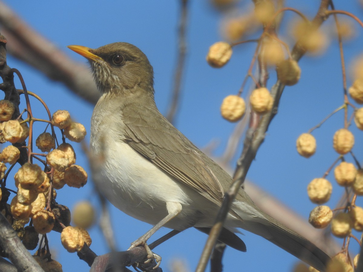 Creamy-bellied Thrush - ML638151800