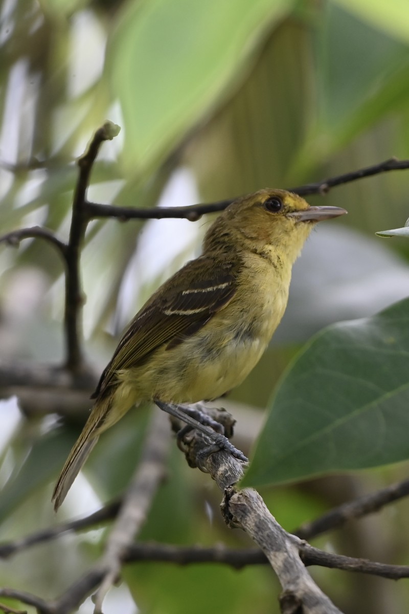 Mangrove Vireo (Northern Central America) - ML638151802