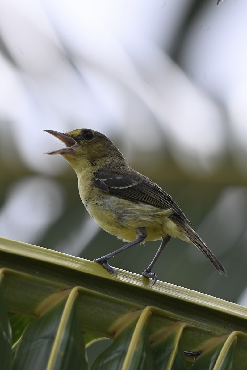 Mangrove Vireo (Northern Central America) - ML638151803