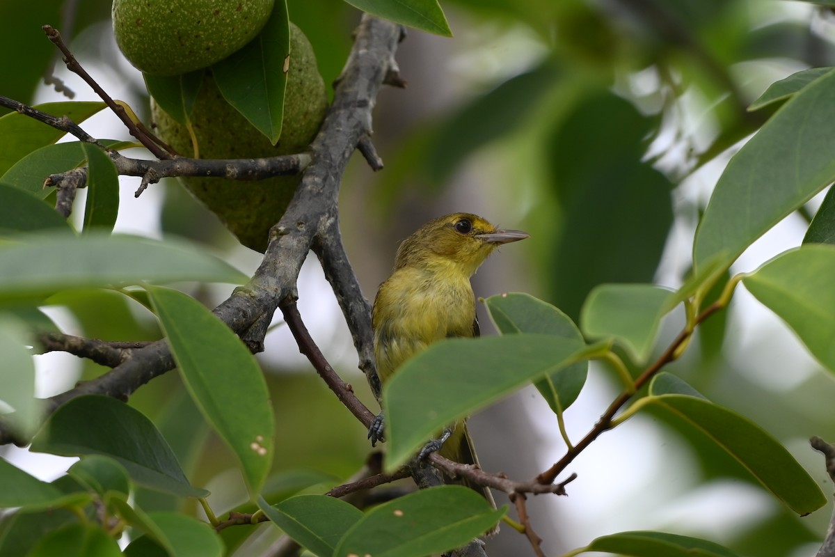 Mangrove Vireo (Northern Central America) - ML638151804