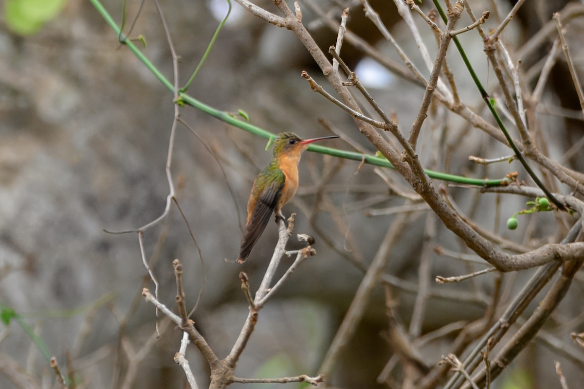 Cinnamon Hummingbird (Mainland) - ML638151816