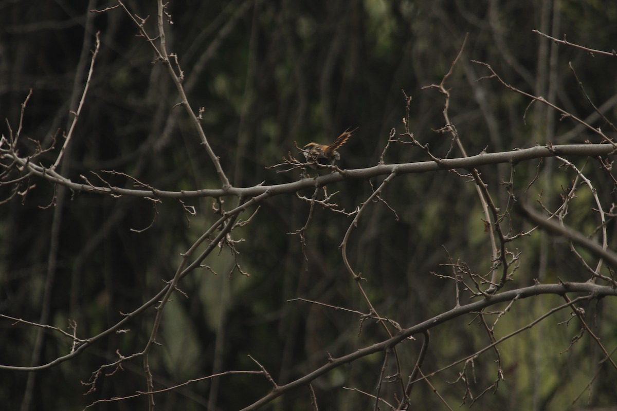 Thorn-tailed Rayadito - ML638151818