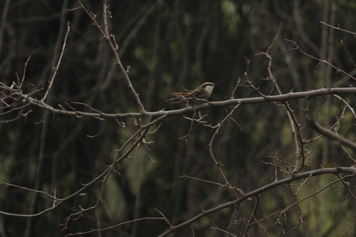 Thorn-tailed Rayadito - ML638151819