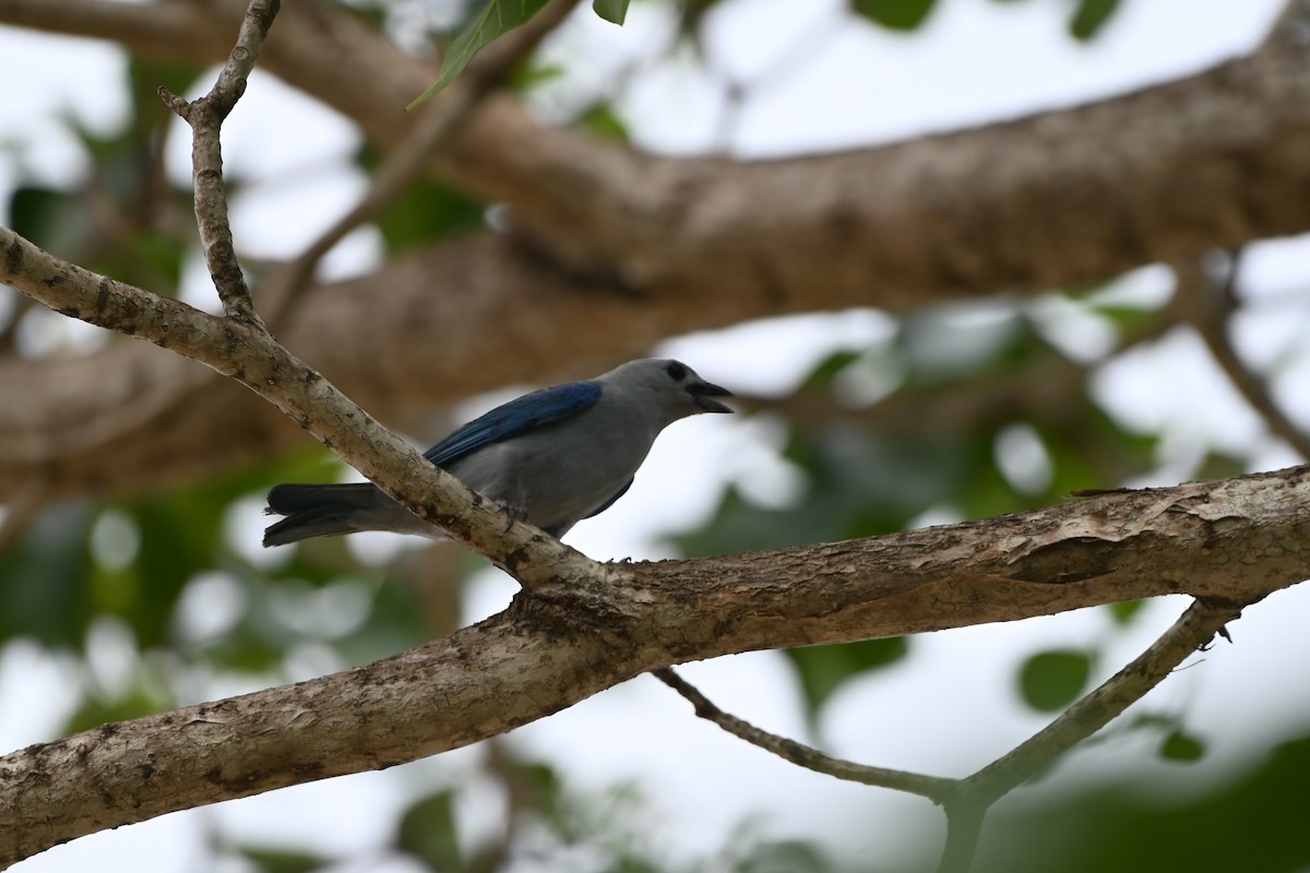 Blue-gray Tanager - ML638151820