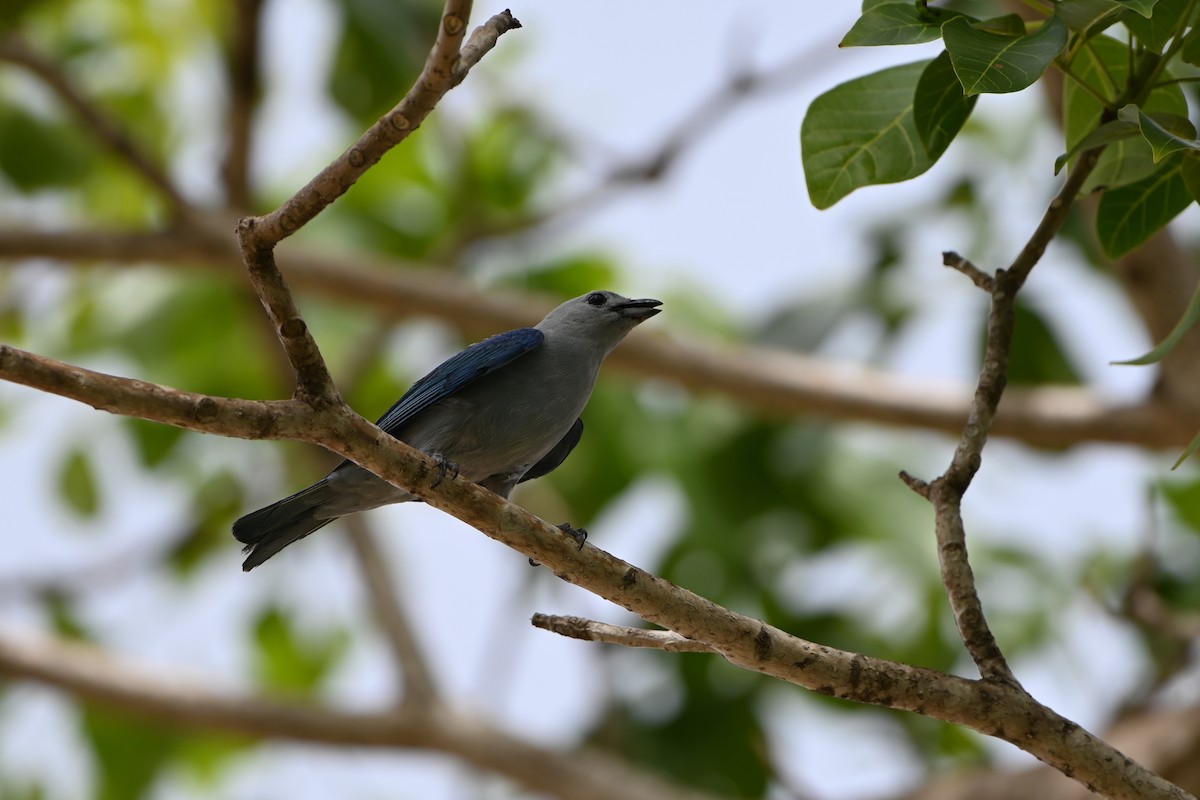 Blue-gray Tanager - ML638151821