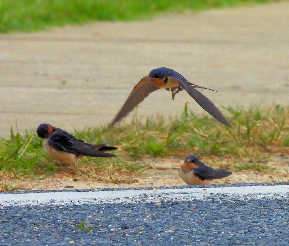 Barn Swallow - ML638151827