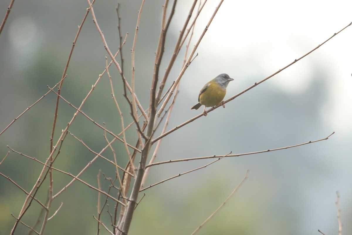Gray-hooded Sierra Finch - ML638151854