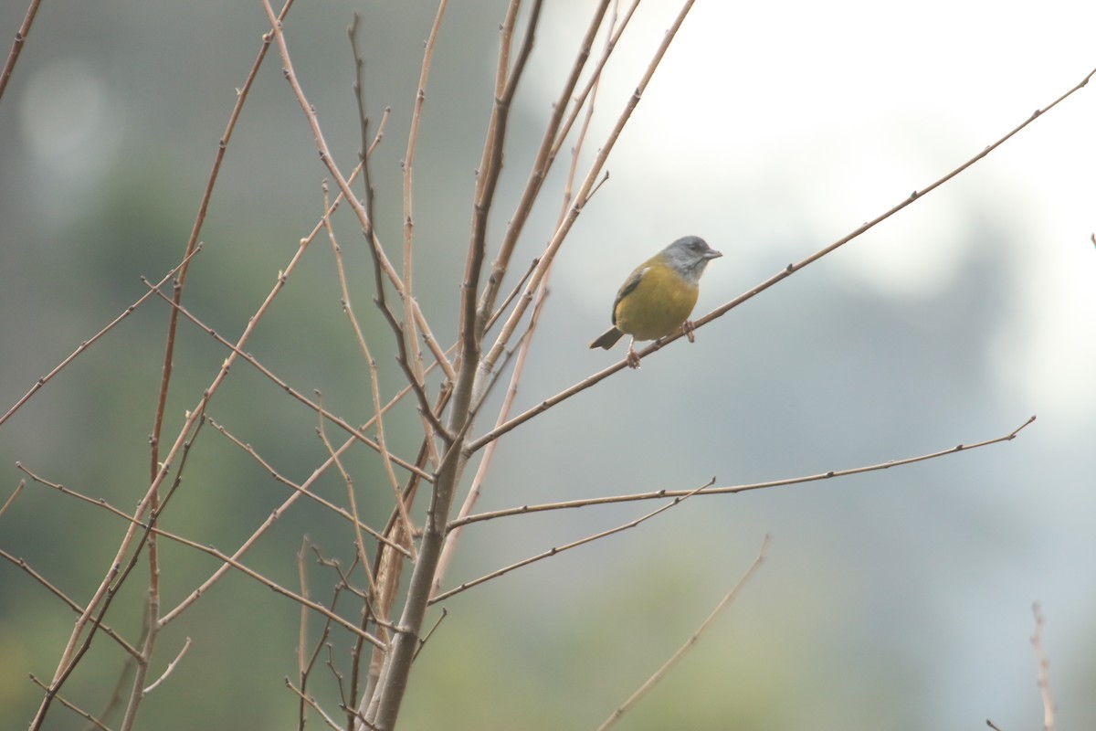 Gray-hooded Sierra Finch - ML638151855