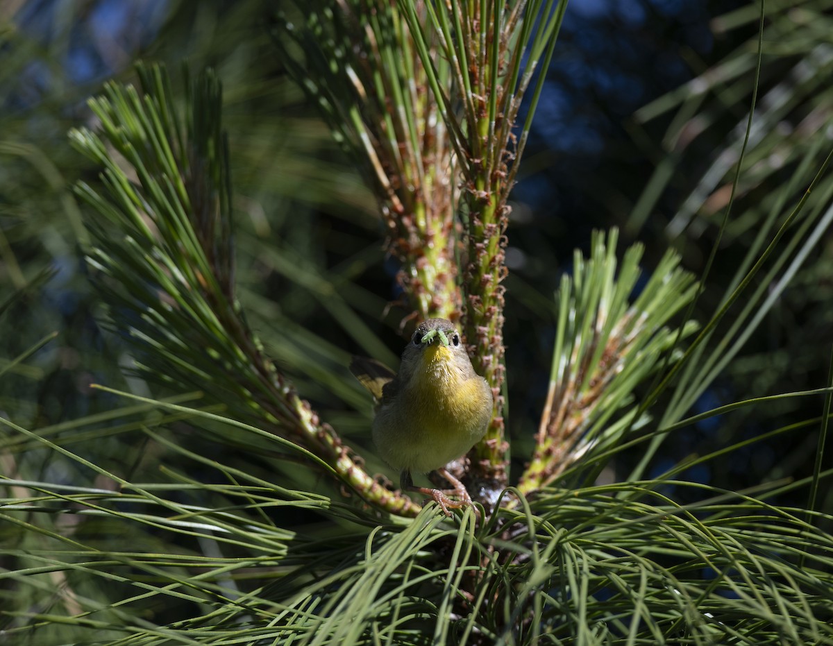 Common Yellowthroat - ML638151859