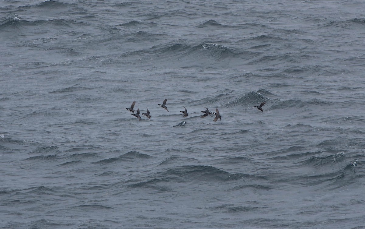 Ancient Murrelet - ML638151860