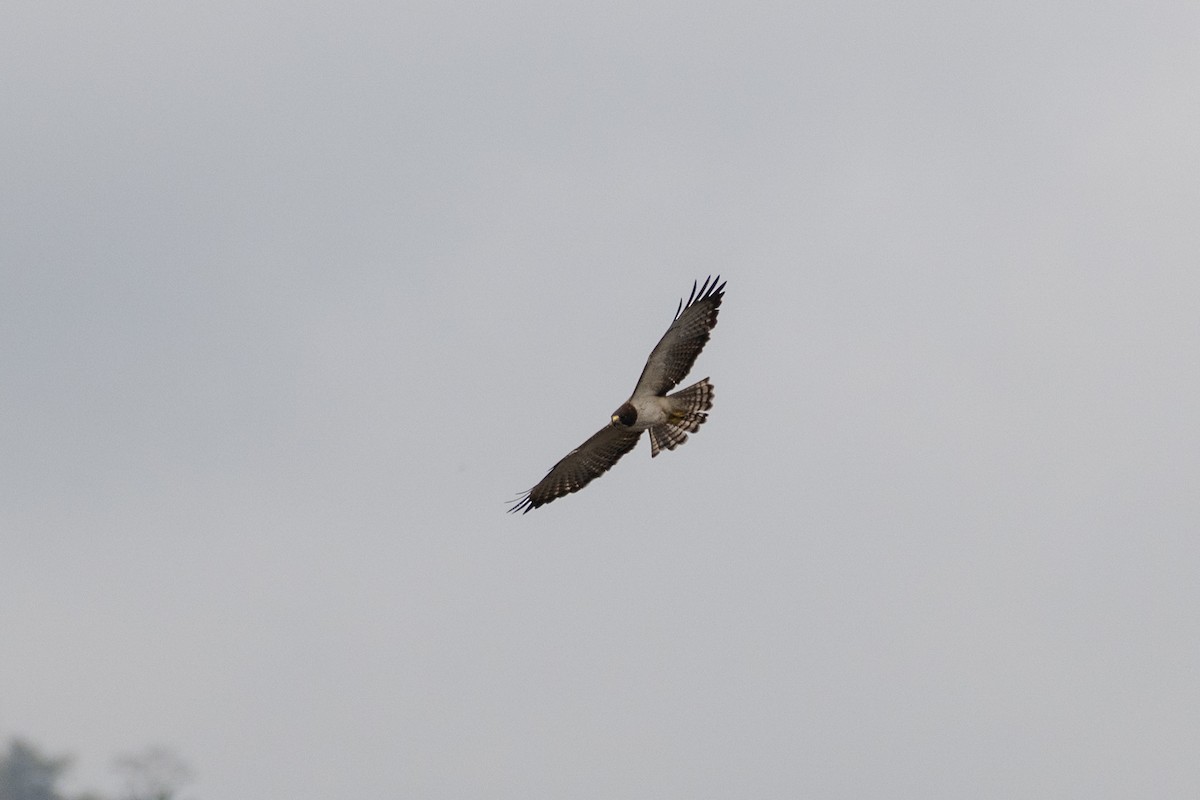 Short-tailed Hawk - ML638151861
