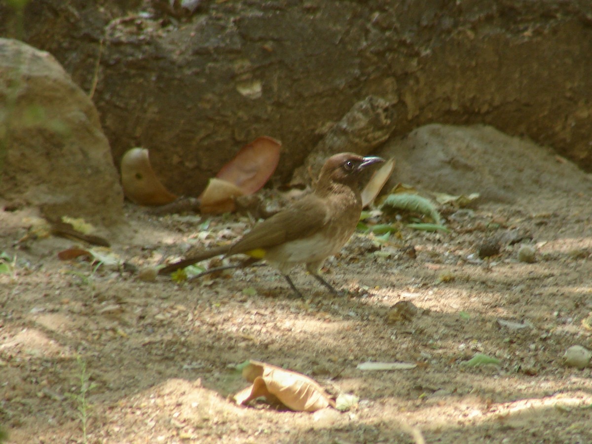 Common Bulbul - ML638151862