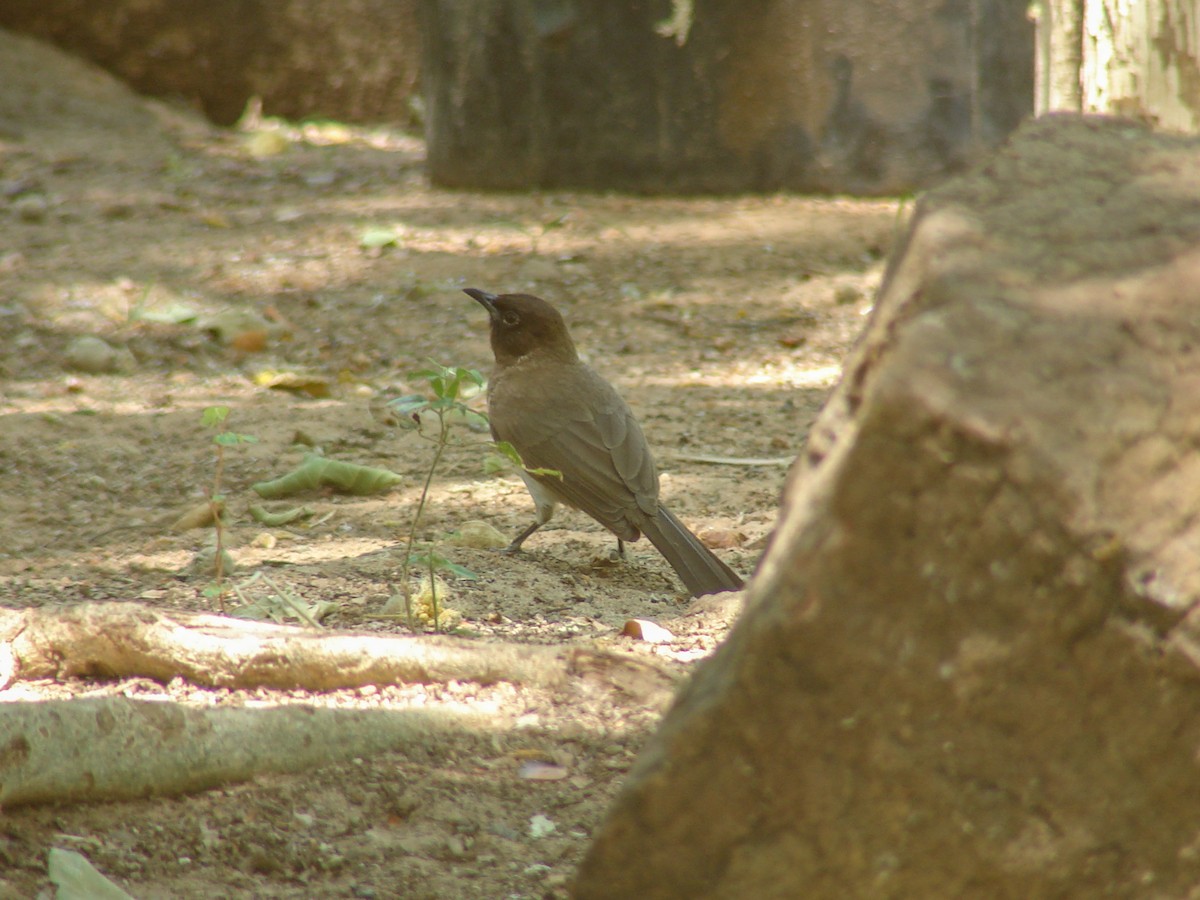 Common Bulbul - ML638151863