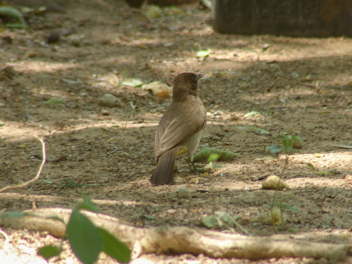 Common Bulbul - ML638151864