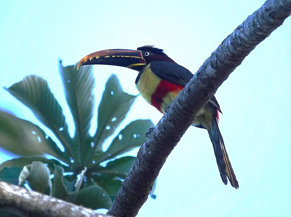 Chestnut-eared Aracari - ML638151898