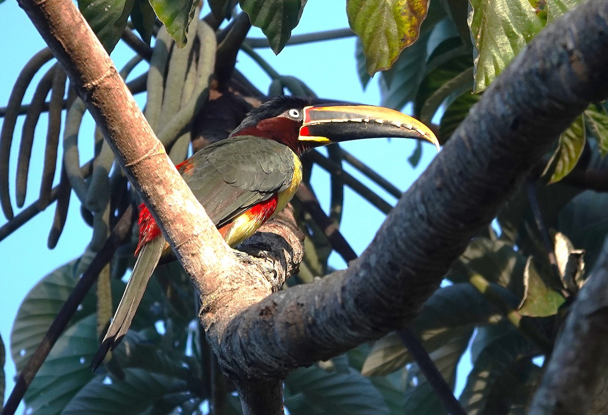 Chestnut-eared Aracari - ML638151900
