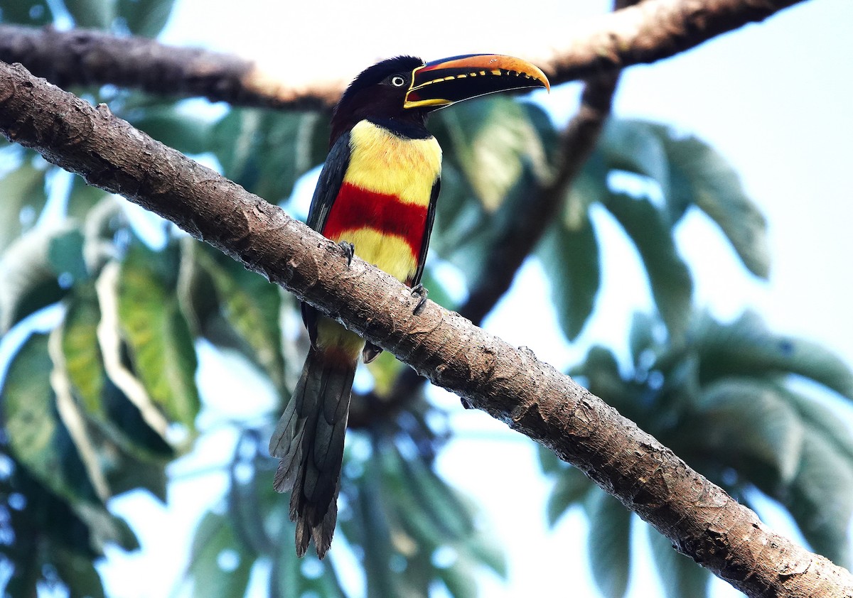 Chestnut-eared Aracari - ML638151901