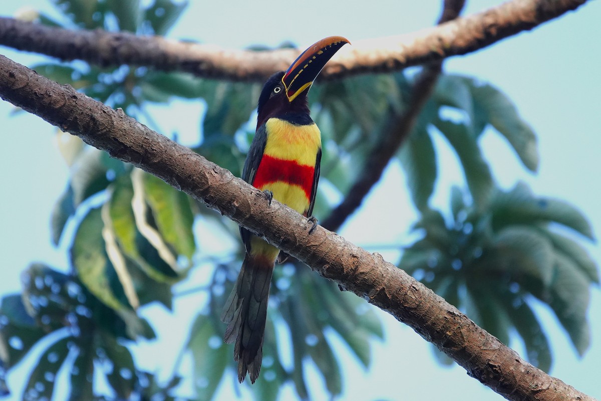 Chestnut-eared Aracari - ML638151902