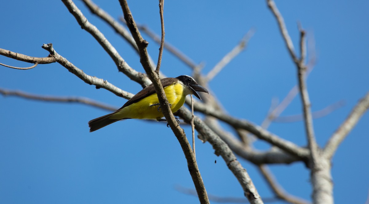 Boat-billed Flycatcher - ML638151907